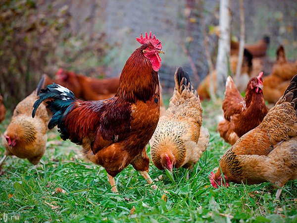 Породы куриц | ЗооТом - продажа, вязка и услуги для животных в Краснокаменске