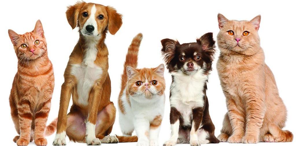 Доска объявлений о животных | ЗооТом - продажа, вязка и услуги для животных в Краснокаменске