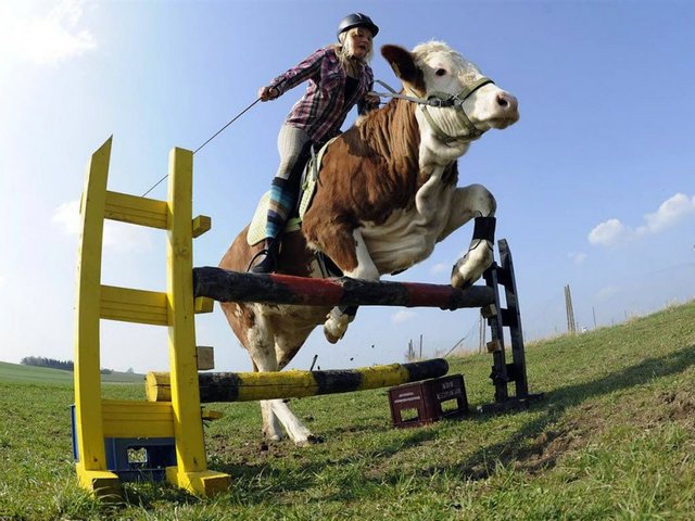 Статьи о коровах в Краснокаменске | ЗооТом портал о животных