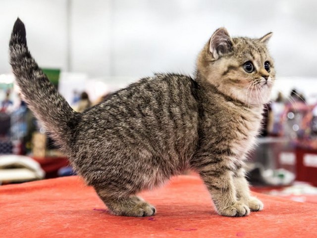 Породы кошек в Краснокаменске | ЗооТом портал о животных