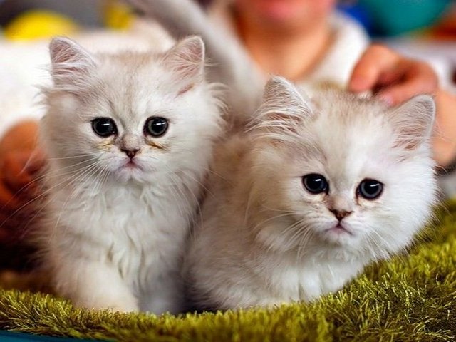 Породы кошек в Краснокаменске | ЗооТом портал о животных