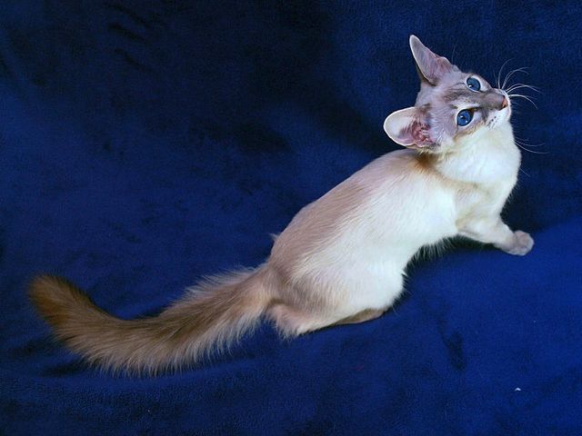 Выведенные породы кошек в Краснокаменске | ЗооТом портал о животных