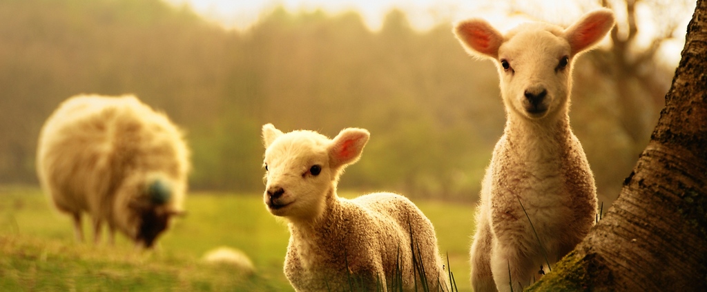 Объявления о сельскохозяйственных животных | ЗооТом - продажа, вязка и услуги для животных в Краснокаменске
