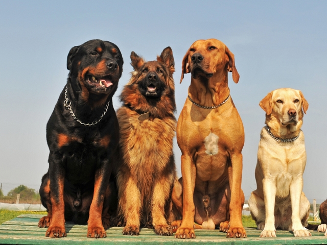 Крупные породы собак в Краснокаменске | ЗооТом портал о животных