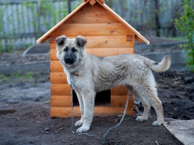 Все о собаках в Краснокаменске Все о собаках в Краснокаменске